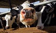 تحقیق اختلالات متابولیکی در گاوهای شیری